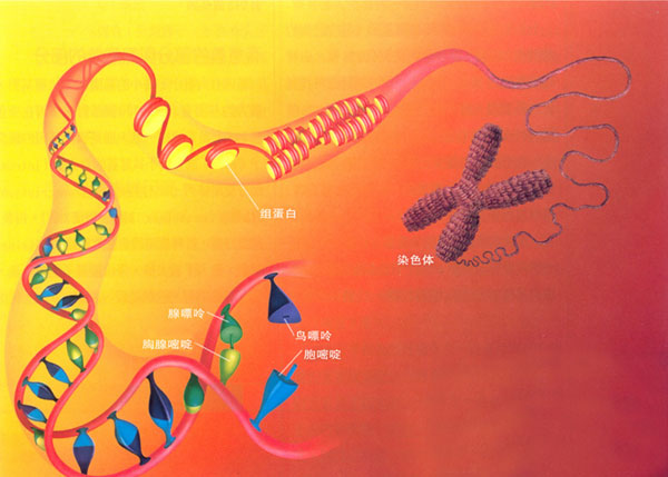 DNA VS 易经(1)
