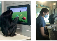 当猩猩学会玩《我的世界》，方法居然和英伟达科学家训练GPT-4智能体的方法一致？